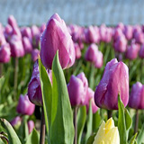 Flowering tulip fields in Zeeland